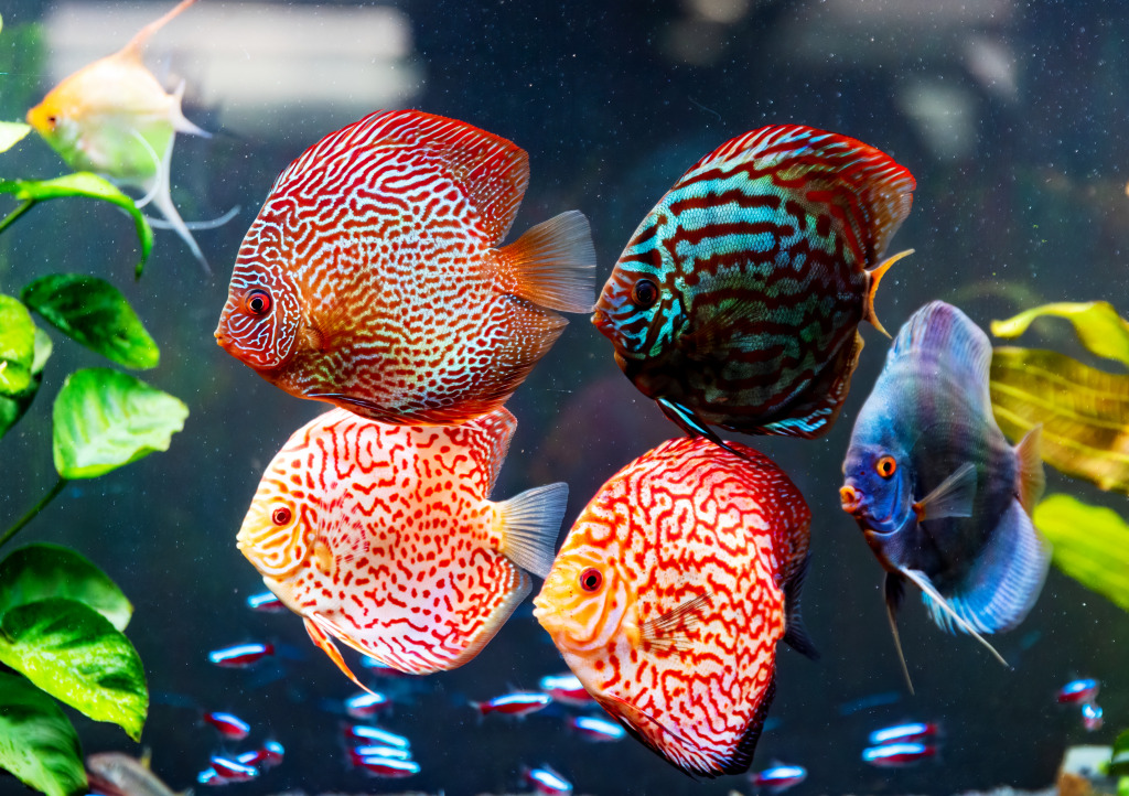 Symphysodon Discus in the Aquarium jigsaw puzzle in Under the Sea puzzles on TheJigsawPuzzles.com