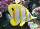 Copper-Banded Butterflyfish