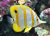 Copper-Banded Butterflyfish