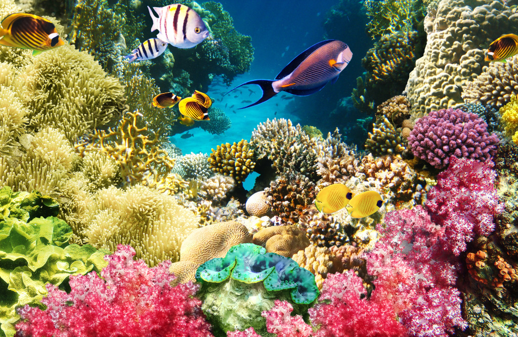 Récifs coralliens, Mer Rouge, Égypte jigsaw puzzle in Sous les mers puzzles on TheJigsawPuzzles.com