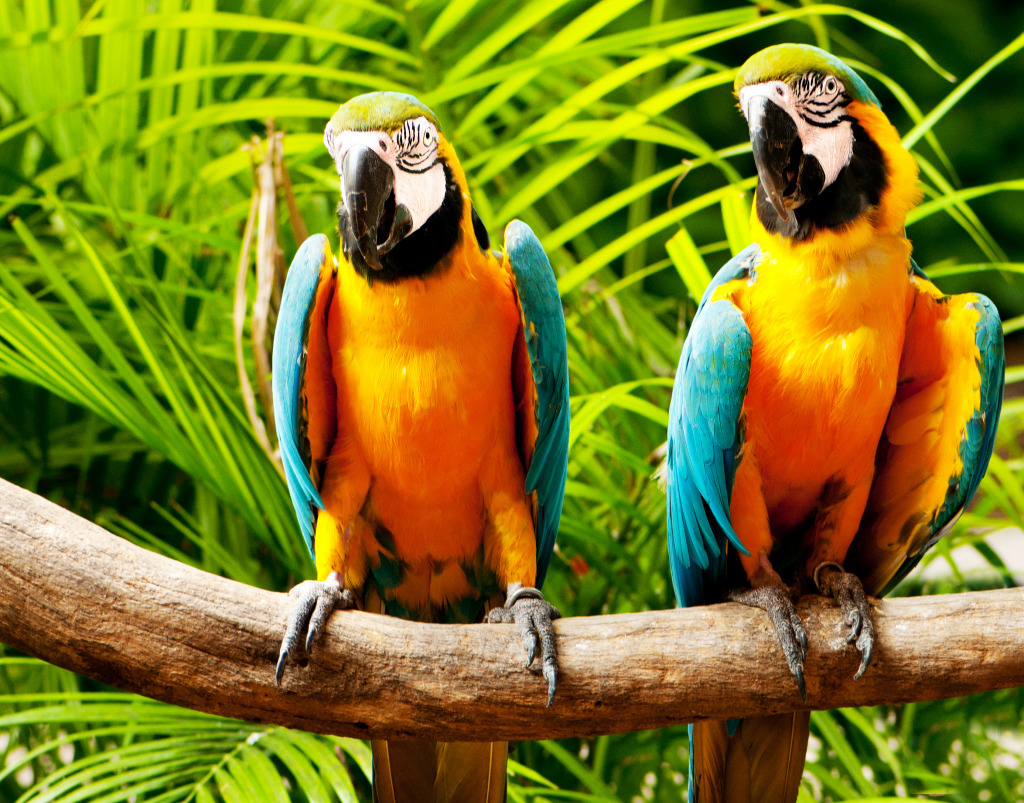 Colourful Macaws Sitting on the Perch jigsaw puzzle in Animals puzzles on TheJigsawPuzzles.com