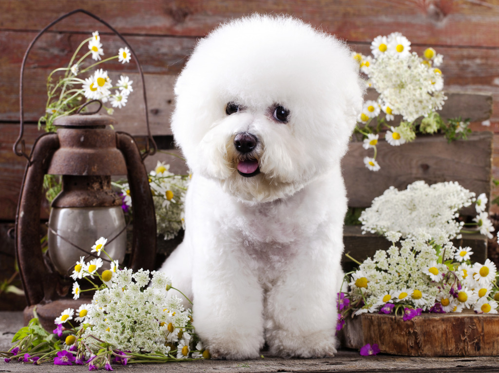 Bichon Frise Dog and Chamomiles jigsaw puzzle in Animals puzzles on TheJigsawPuzzles.com