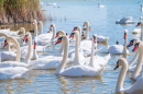 A Flock of Graceful White Swans