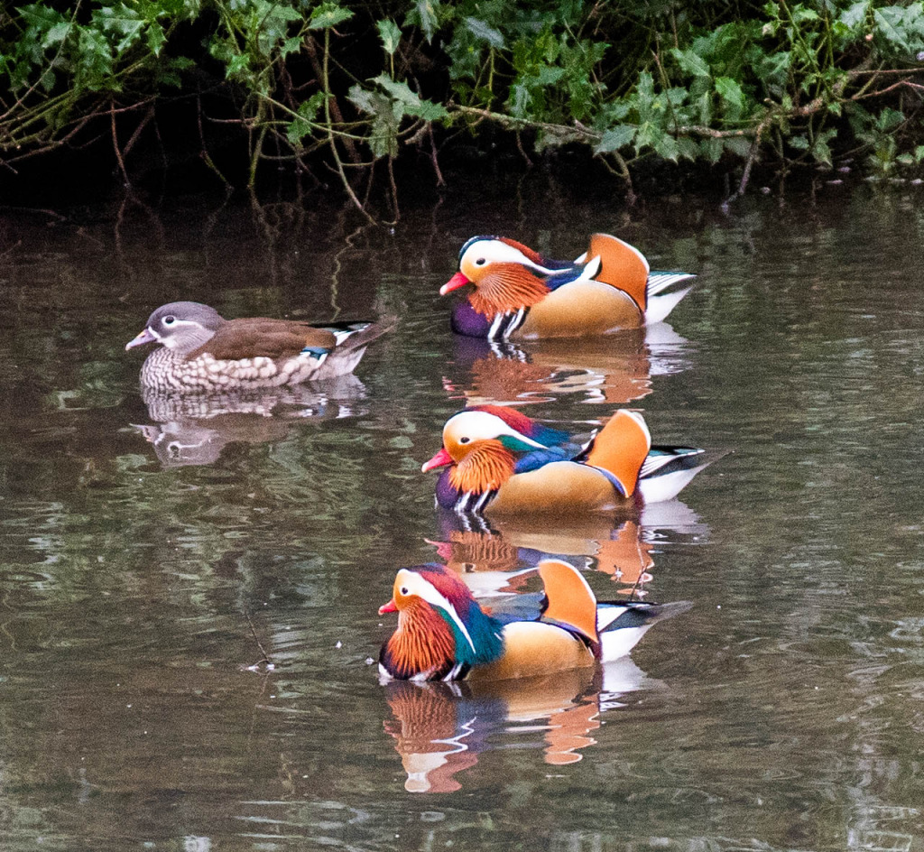 3 Ducks in a row jigsaw puzzle in Tom Hide puzzles on TheJigsawPuzzles.com