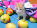 Little Kitten with Apples