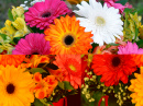 Bouquet of Colorful Gerberas