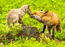Red Fox with a Cub
