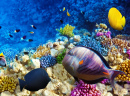 Corals and Fish in the Red Sea, Egypt