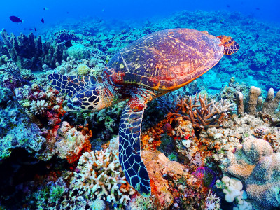 Sea Turtle jigsaw puzzle in Under the Sea puzzles on TheJigsawPuzzles ...