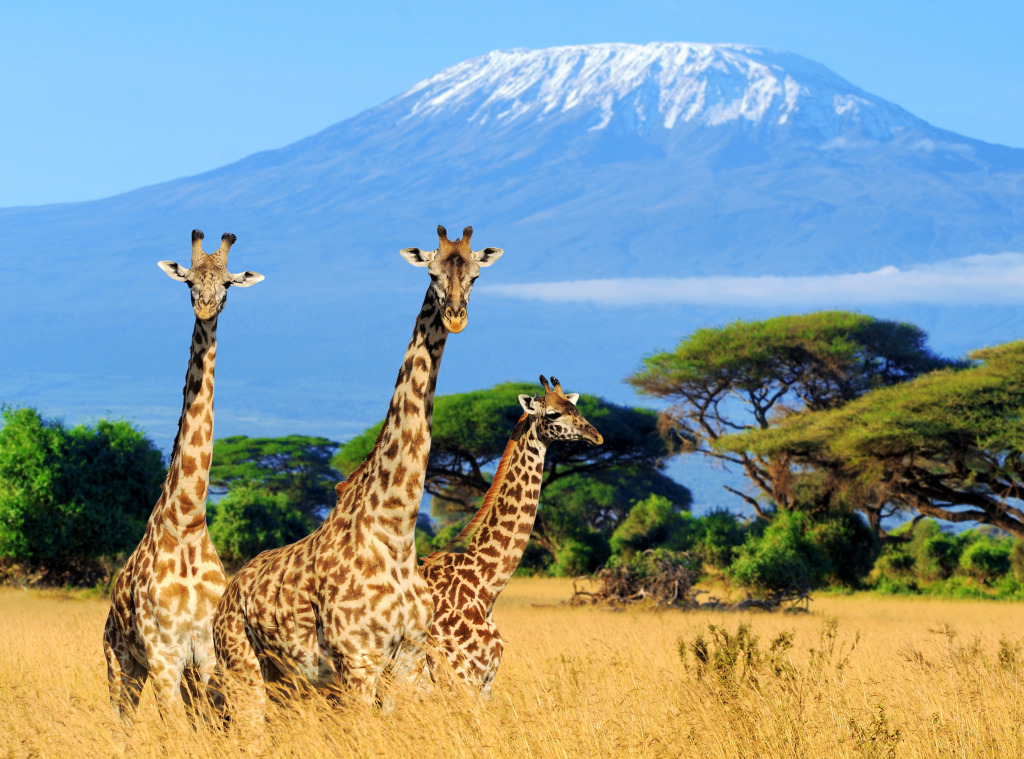 Three Giraffes and Mount Kilimanjaro jigsaw puzzle in Animals puzzles on TheJigsawPuzzles.com