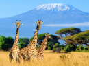 Three Giraffes and Mount Kilimanjaro