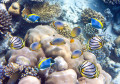Tropical Fish over a Coral Reef