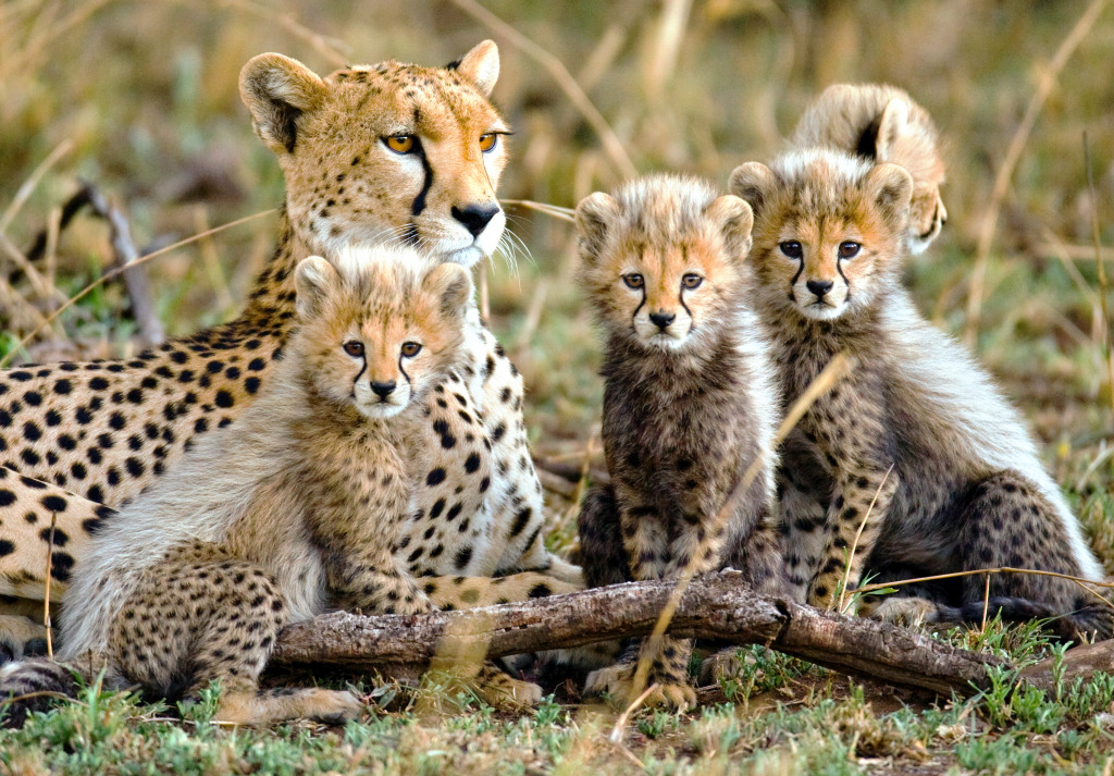 Chita Fêmea com Filhotes, Parque Nacional de Serengeti jigsaw puzzle in Animais puzzles on TheJigsawPuzzles.com