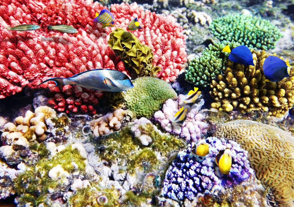 Corais e Peixes no Mar Vermelho jigsaw puzzle in Oceano puzzles on TheJigsawPuzzles.com