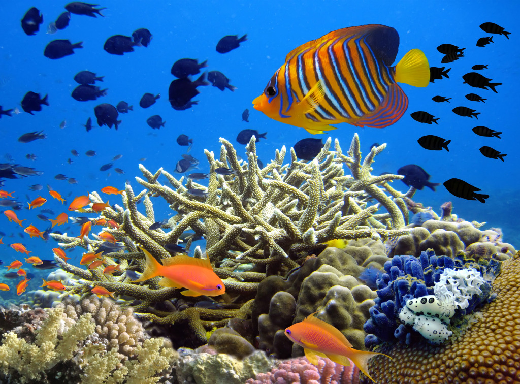 Coral Reef Panorama jigsaw puzzle in Under the Sea puzzles on TheJigsawPuzzles.com