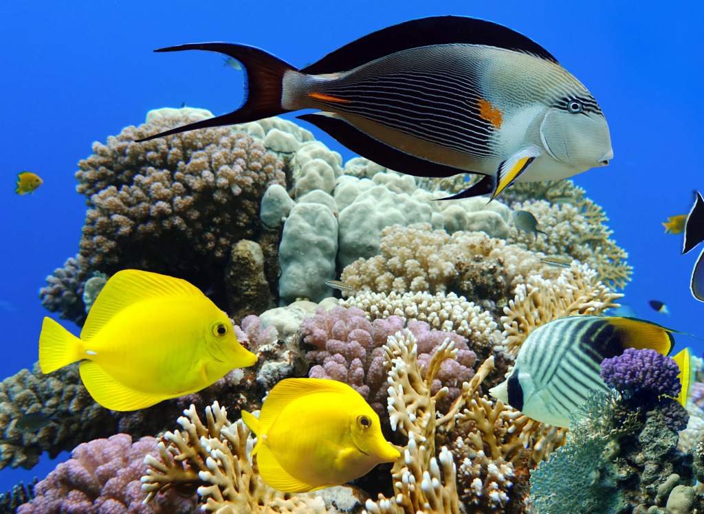 Тропические рыбы и коралловые рифы jigsaw puzzle in Подводный мир puzzles on TheJigsawPuzzles.com