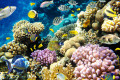 Coral Reef Landscape