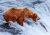 Grizzly in Katmai National Park, Alaska