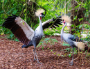 Oriental Crowned Cranes