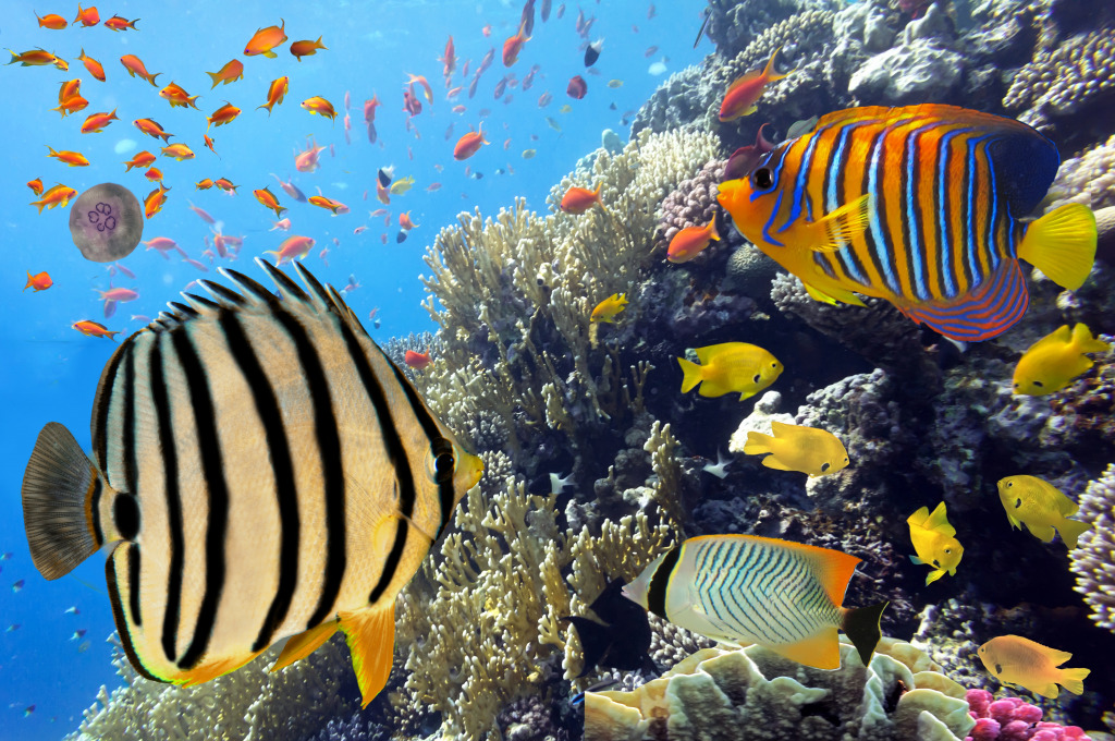 Soft Corals and Tropical Fish jigsaw puzzle in Under the Sea puzzles on TheJigsawPuzzles.com