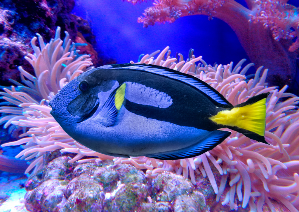 Blue Tang (Palette Surgeonfish) jigsaw puzzle in Under the Sea puzzles on TheJigsawPuzzles.com