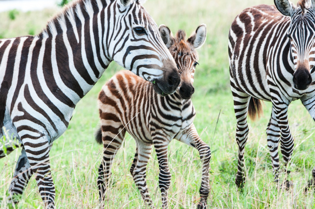 Zebras im Masai Mara Reservat in Kenia jigsaw puzzle in Tiere puzzles on TheJigsawPuzzles.com