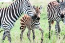 Zebras in Maasai Mara reserve in Kenya