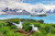 Giant Wandering Albatross, Prion Island