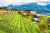 Apple Field in Bolzano, Italy