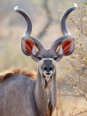 South African Male Kudu