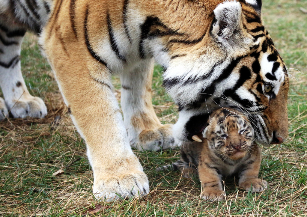 Neugeborenes Tigerjunges und seine Mutter jigsaw puzzle in Tiere puzzles on TheJigsawPuzzles.com