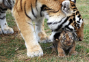 Newborn Tiger Cub and His Mother