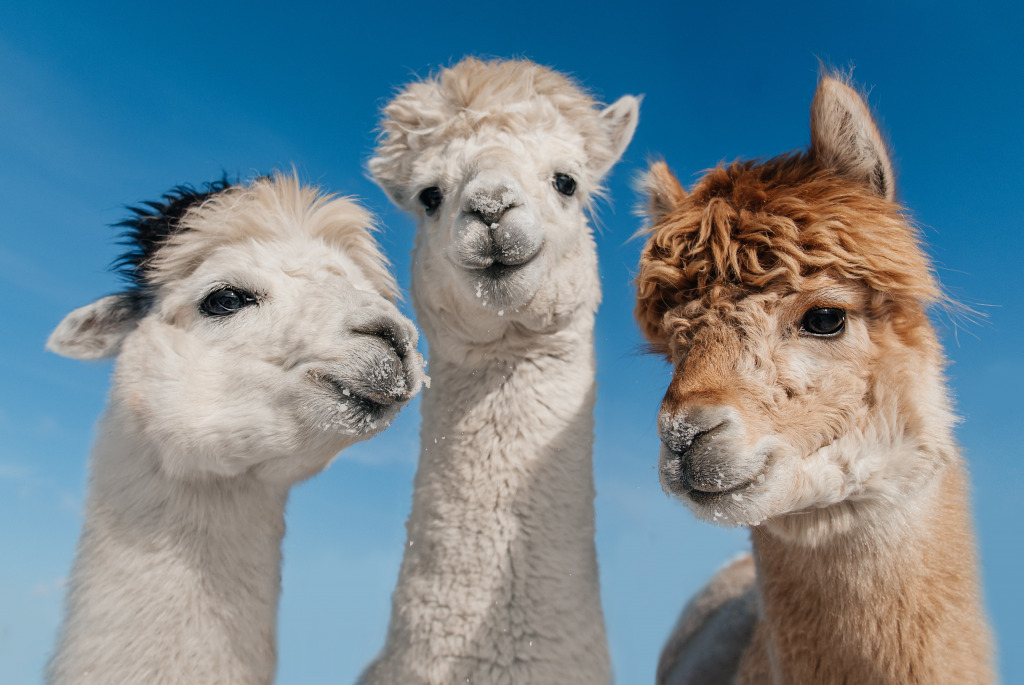 Three Funny Alpacas jigsaw puzzle in Animals puzzles on 