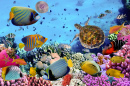 Coral Reef with Fish and Sea Turtle