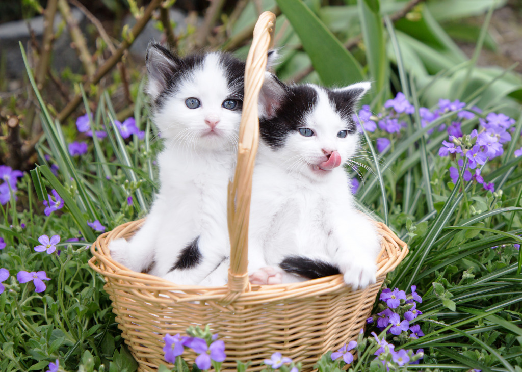 Black and White Kittens jigsaw puzzle in Animals puzzles on TheJigsawPuzzles.com