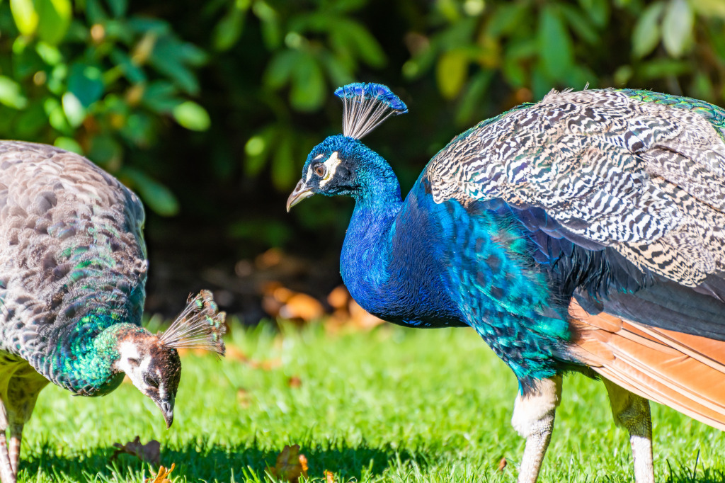 Adult Indian Peafowl jigsaw puzzle in Animals puzzles on TheJigsawPuzzles.com
