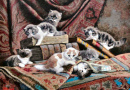 Six Kittens Playing