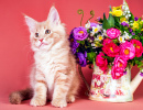Maine Coon Kitten and Flowers