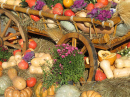 Wooden Cart With Pumpkins