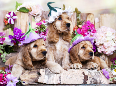 English Cocker Spaniel Puppies jigsaw puzzle in Animals puzzles on ...