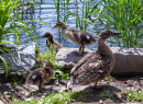 Female Mallard with Three Ducklings