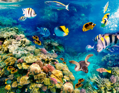 Coral Reefs Of Red Sea, Egypt Jigsaw Puzzle In Under The Sea Puzzles On 