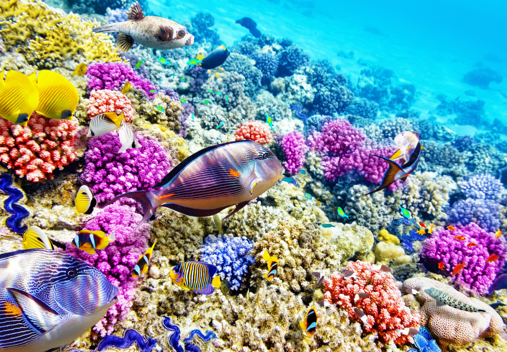 Кораллы и тропические рыбы jigsaw puzzle in Подводный мир puzzles on TheJigsawPuzzles.com