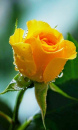 Yellow Rose with Dew Drops