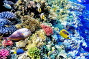 Corals and Fish in the Red Sea, Egypt