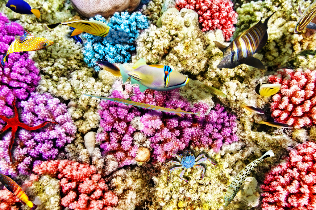 Wunderschöne Unterwasserwelt jigsaw puzzle in Unter dem Meer puzzles on TheJigsawPuzzles.com