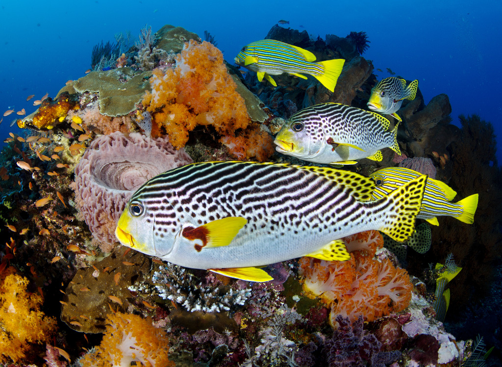 Sweetlips Snappers, Komodo, Indonésie jigsaw puzzle in Sous les mers puzzles on TheJigsawPuzzles.com