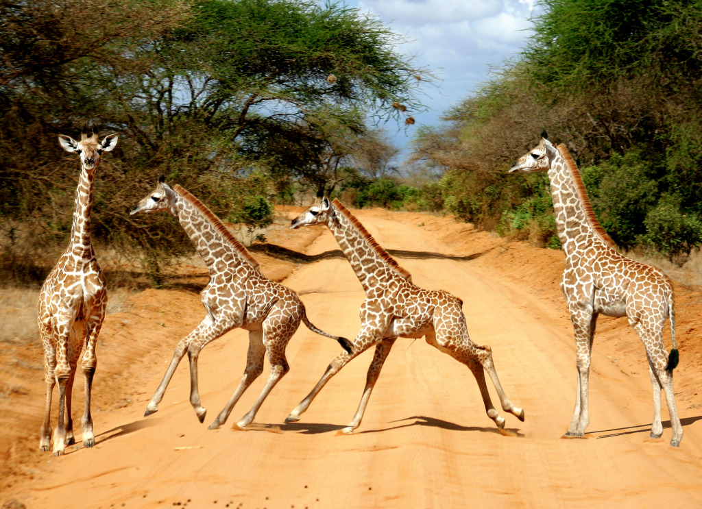 Parque Nacional do Tsavo Oriental, Quênia jigsaw puzzle in Animais puzzles on TheJigsawPuzzles.com