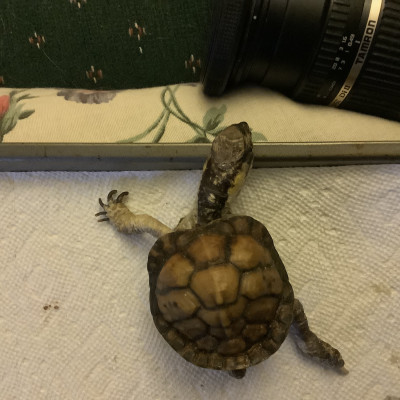 Harley2 jigsaw puzzle in Brenda Corbin puzzles on TheJigsawPuzzles.com