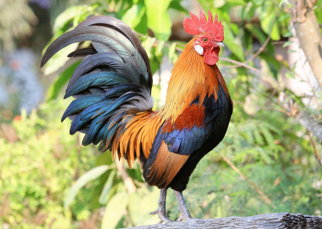 Portrait of a Rooster jigsaw puzzle in Animals puzzles on TheJigsawPuzzles.com